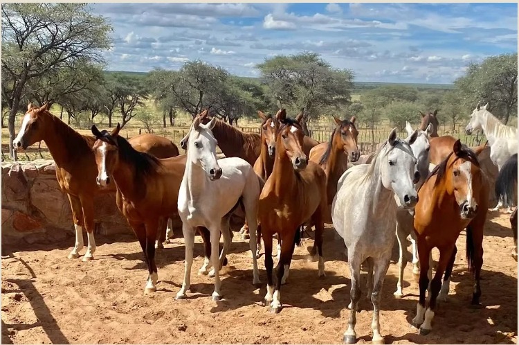 Farm horses resting in the sand paddock
