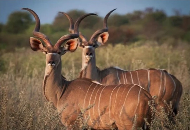 Kudu bulls standing in the bushveld grass