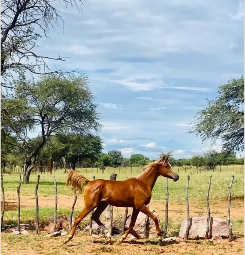 A chestnut Arabian horse trotting beside the paddock fence